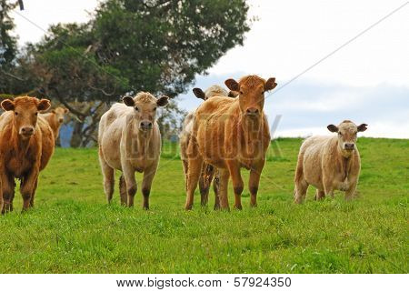 Brangus Steers