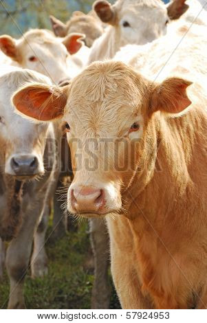 Brangus Steers