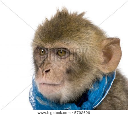 Unge Barbary makak, Macaca Sylvanus, 1 år gammel, Studio skud