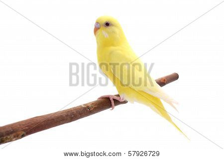 small tame young parrot is tree branch