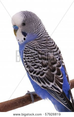 two small tame young parrot is tree branch