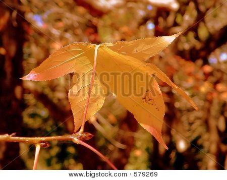 Foglie di autunno