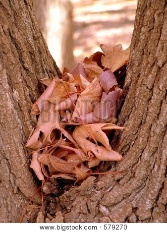 Foglie di autunno
