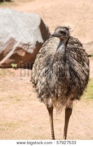 Emu (dromaius Novaehollandiae) Is The Largest Bird Native To Australia