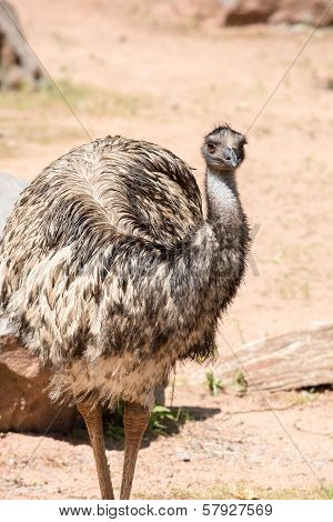 Emu (dromaius Novaehollandiae) Is The Largest Bird Native To Australia