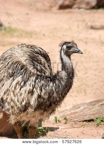 Emu (dromaius Novaehollandiae) Is The Largest Bird Native To Australia