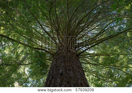 Redwood tree