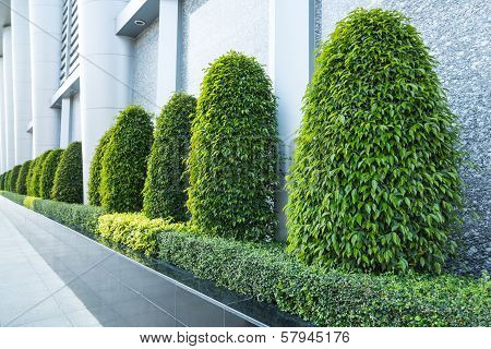 garden trees beside the building