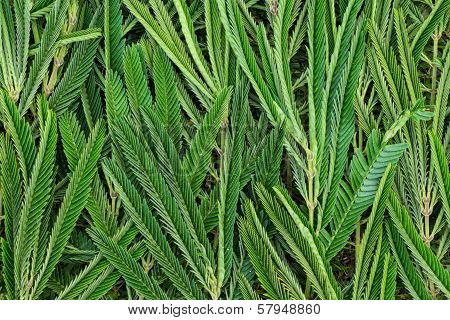 Acacia Hindsii Leaf Texture