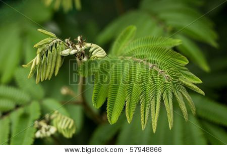 Acacia Hindsii Plant