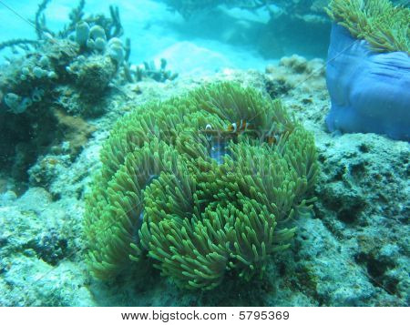 clown anemone