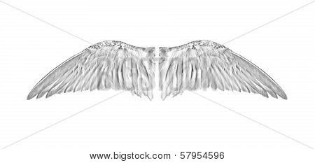 Pair of white angelic bird wings from inside