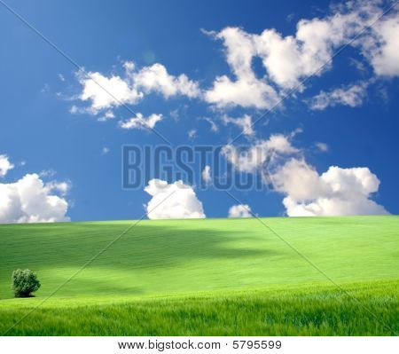 Meadow
