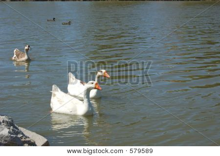 ducks3