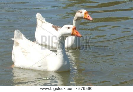 ducks4