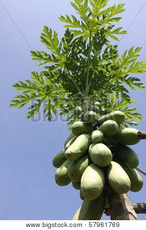 Developing Fruit Of The Papaya Tree