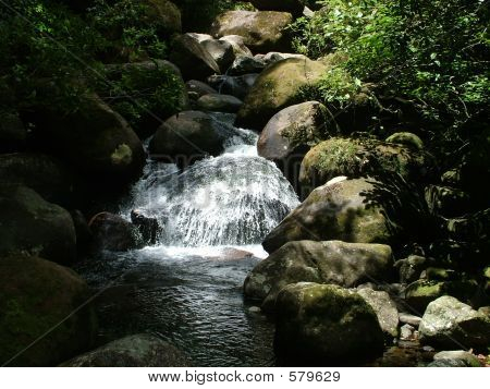 Lussureggiante e verde foresta pluviale temperata