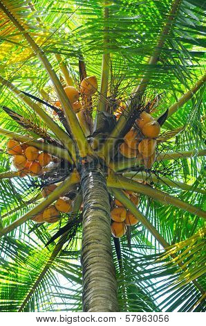 Coconut Tree Background