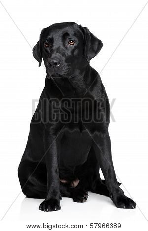 Black Labrador Retriver Dog
