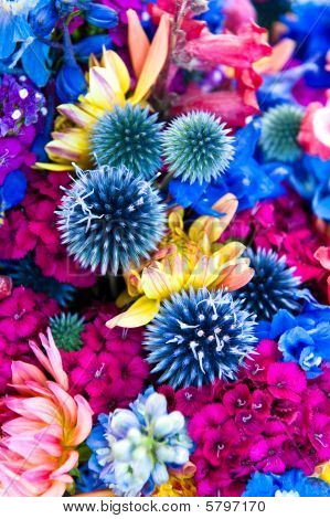 Thistles โลก