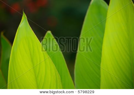 Les feuilles vert vif