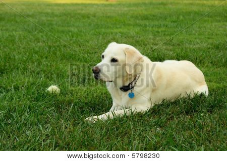 Labrador jaune avec ballon