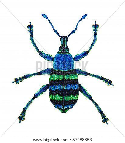Blue Weevil