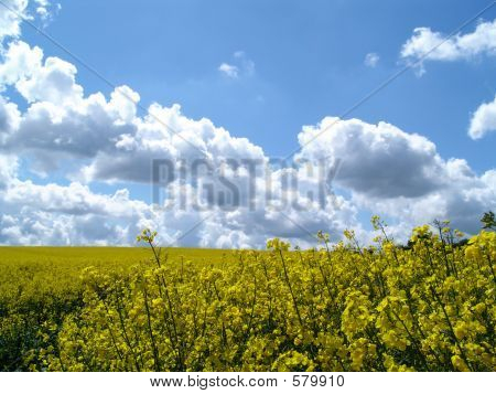 Voldtægt og Sky