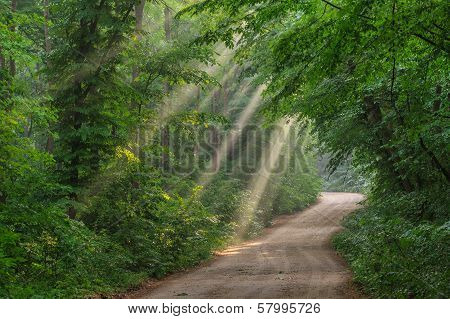 Sun Fog In Forest