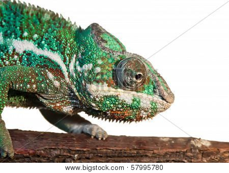 Panther chameleon