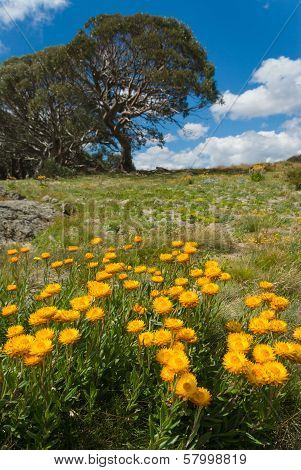 Daisies