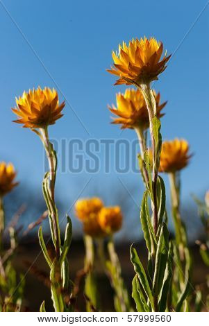 Daisies