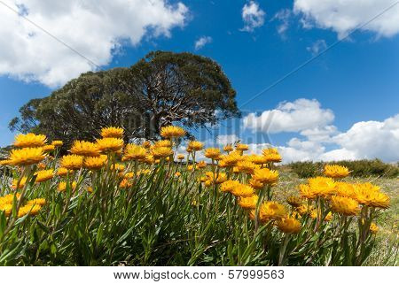 Daisies