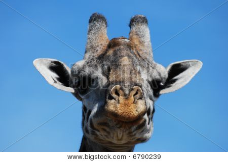 Nosey