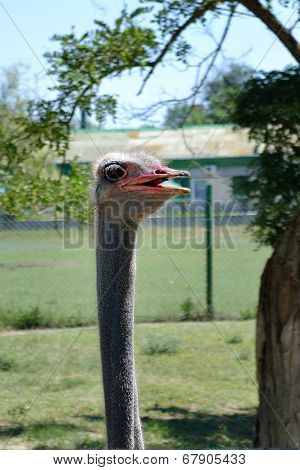 Ostrich