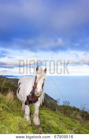 White And Brown Horse On The Mountain