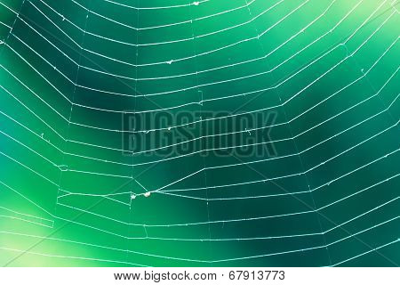 Spider Web