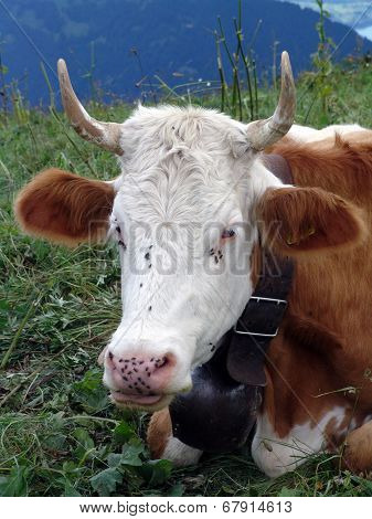 cow with flies