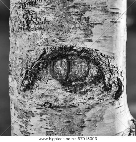 Eye Of Nature