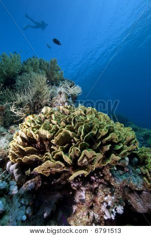 Snorkler, peces y corales