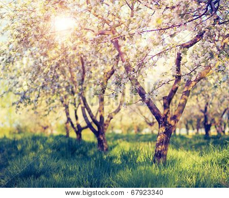 Blossoming apple orchard in spring. Retro filtered. Instagram effect. Ukraine, Europe. Beauty world.