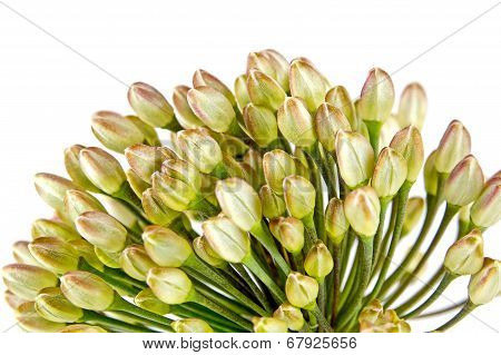 Welsh Onion