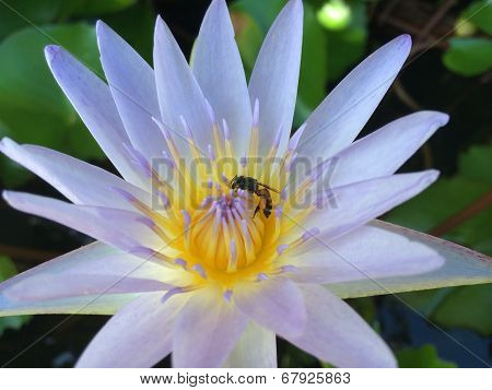 purple lotus and bee