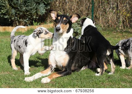 Bitch Of Collie Smooth With Its Puppies Lying In The Garden