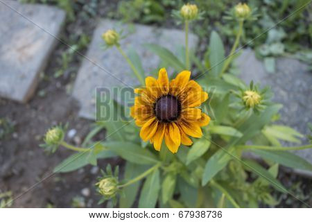 Flower In The Garden