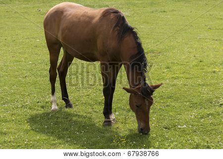 Horse Eating Grass Close Up