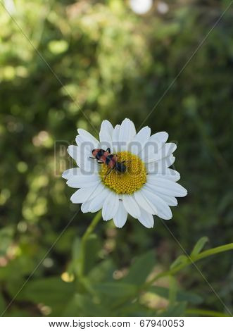 Insect Collects Nectar From White Flower In Summer Close Up