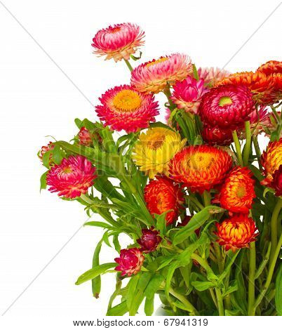 Everlasting flowers