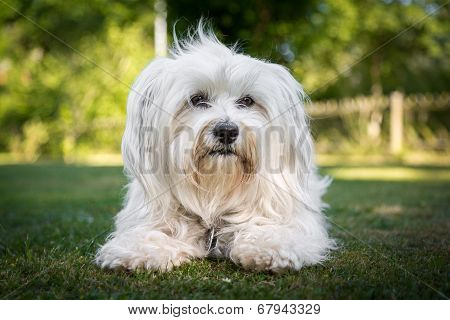 Good Dog
