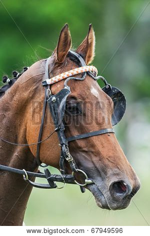 Racing Horse Head In Closeup